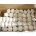 fresh Pure white garlic pre-packed